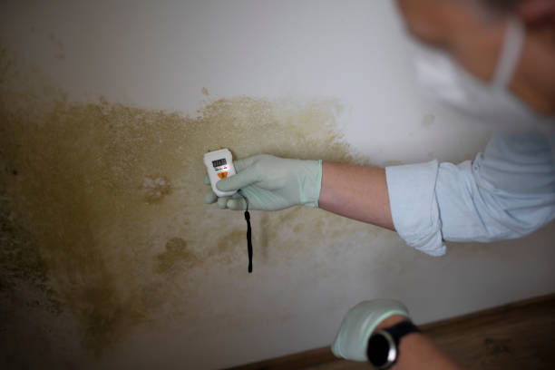 Best Residential Mold Remediation in Clay City, KY