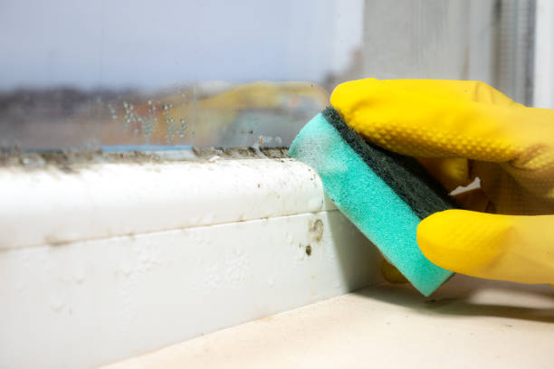 Best Basement Mold Remediation in Clay City, KY