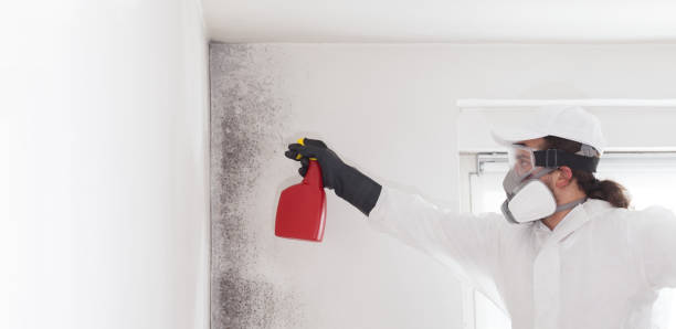 Best Residential Mold Remediation in Clay City, KY