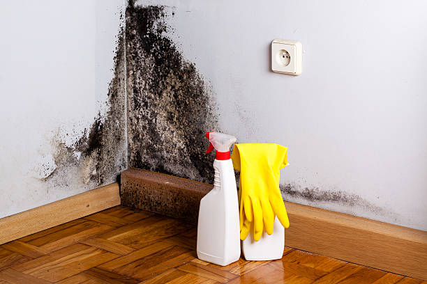 Professional Mold Remediation in Clay City, KY